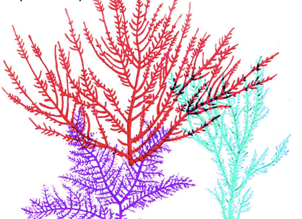 El mar en tus manos: la caloca y sus secretos
